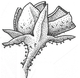 Capsule - Foraminicidal